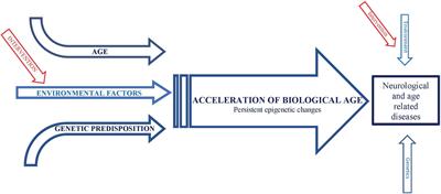 Biological age and environmental risk factors for dementia and stroke: Molecular mechanisms
